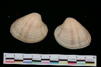 藏品(日本環文蛤)的圖片